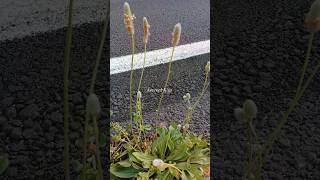 Plantago lagopus | Hare's foot Plantain