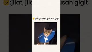 Jilat,jilat ajah jangan di gigit #cat #catlover #funny