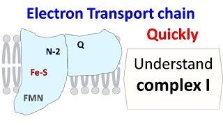 NADH dehydrogenase (complex 1 of ETC)