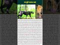 ବଦ‌ଳୁଛି ବାଘର ରଙ୍ଗ viral news shots fact trending tiger animalshorts