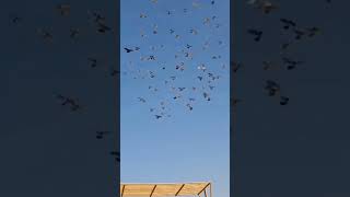 250 pigeon racing status #shorts#short#ytshorts #youtubeshorts