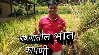 कोकणातील भात शेतीची कापणी | Rice agricultural harvest in Konkan