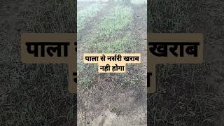 How to protect nursery from frost \\ प्याज की नर्सरी का पाला से कैसे बचाए / onion nursery