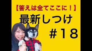 チャイムの音に対してたった３つの方法で吠えなくさせる究極の対処法とは？