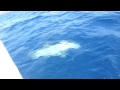 dolphin in the adriatic sea mljetski kanal