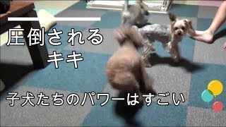 3匹集合!子犬の暴走はとまらない⁉　ポメチワミックス子犬　ポン太