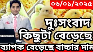 আজকের বয়লার মুরগির বাচ্চার দাম কিছুটা বেড়েছে : সকল বাচ্চাসহ বয়লার বাচ্চার দাম জানুন : 06/01/ 2025