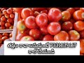 21 12 24 madanapalle tomato market price today today tomato market rate in madanapalle today