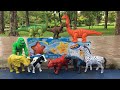 unbox star fish, cow, chicken, buffalo, dinosaur