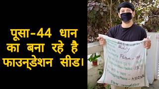 Pusa 44 Paddy, पूसा 44 धान का फाउंडेशन बीज