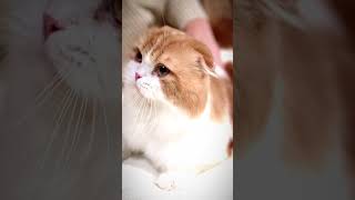 CuteBoom,Scared me! #exlittlebeans #funny_cats #cat #funny_videos