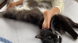 寄り添って寝る猫　ノルウェージャンフォレストキャット　ラガマフィンA cat sleeping nearby. Norwegian Forest Cat. Ragamuffin.