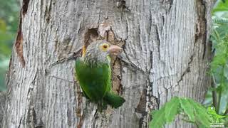 Exploring Birds- Lineated Barbet