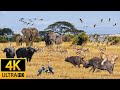 Africa Animals 4K - Dry Savanna Plains of Serengeti National Park in Tanzania - Natural Sounds