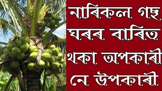 নাৰিকল গছ ঘৰৰ বাৰিত থকাটো অপকাৰী নে উপকাৰী