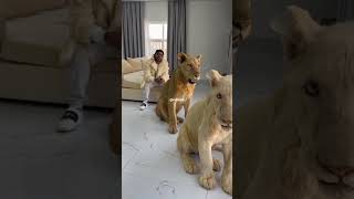 Dubai King new video with Lion |Dubai Shaikh| 2023