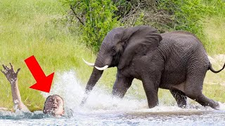 This Elephant Saw Her Drowning And Crying For Help. Then, He Got Into The Water And…