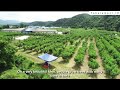 PERKEBUNAN MULBERRY DI KOREA