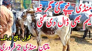 Today Multan Cow Mandi Fresh Video | Multan Mandi Aj Ki Video || Global Village Farming