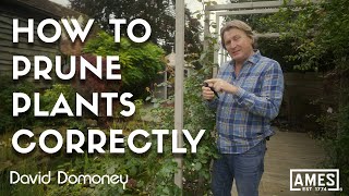 How to prune plants at the right angle