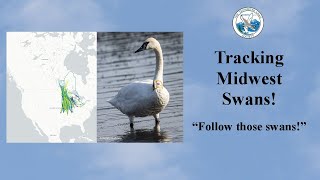 Tracking Midwest Swans: "Follow those swans!"