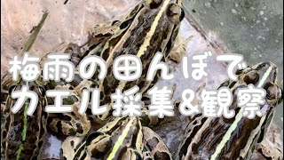 【カエル採集】梅雨の田んぼでトノサマガエルを捕まえて観察！