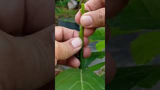 AVOCADO GRAFTING WHIP AND TONGUE TECHNIQUE