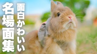 うさぎの面白かわいい瞬間だけを集めた動画No.95