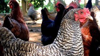 SOUND OF CHICKENS - INTERESTING FACTS ABOUT CHICKENS -SOUND OF CHICKENS