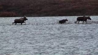 Moose Family at Two Moose Lake - Dempster Highway - Yukon