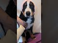 シャンプー後、ブロー中のバーニーズの子犬 shorts バーニーズマウンテンドッグ 大型犬 bernesemountaindog dog