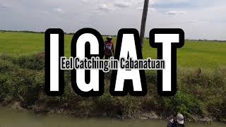 IGAT: Eel Catching in Cabanatuan City #SingleMind #Igat #EelCatchingInCabanatuanCity