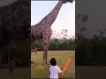 giraffe 🦒in park 🏞️ cutebaby subscribe_my_channel