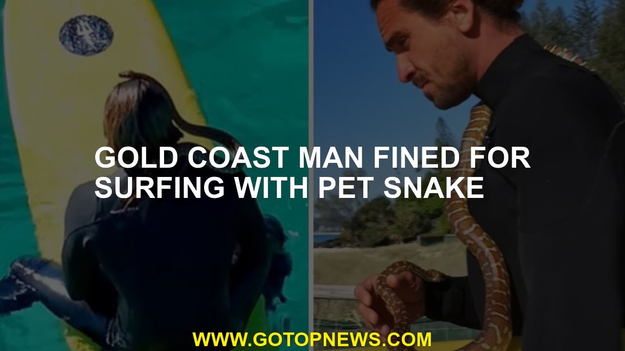 Gold Coast Man Fined For Surfing With Pet Snake - YouTube