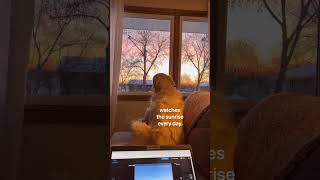 ❤️❤️🐶 goofy Golden! #goldenretriever #dog #sunrise #balldog #morningroutine