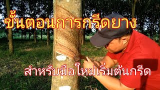 ขั้นตอนการกรีดยาง (สำหรับมือใหม่เริ่มต้นกรีด) ไม่ดูถือว่าพลาด!