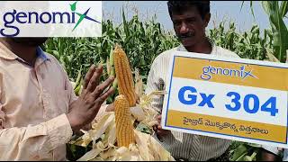 Genomix seeds| Gx304| Maize seed | Vizianagaram| farmers feedback