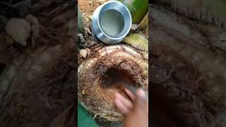 வாழைத்தண்டு தண்ணீர் வயிற்றுக் கல் பிரச்சனையை குணமாக்கும்   banana tree water stone problem solved