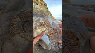 We Found A GOLDEN Ammonite Fossil! 🤯