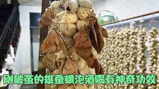 剛破繭雄蠶蛾有什麼用？和酒泡在一起作用非常大，好多人都不知道【乡土小菲菲】