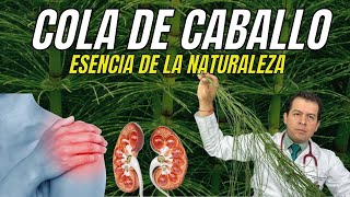 Cola de Caballo: Beneficios Revelados