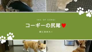 コーギーの尻尾