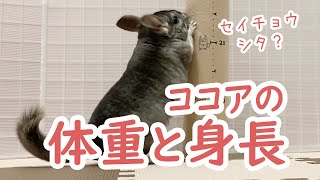 【チンチラ】ココアの体重と身長を測ってみました