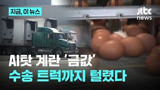 AI탓 65% 폭등, 계란 '금값'…수송 트럭까지 털렸다｜지금 이 뉴스