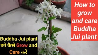 Buddha Jui plant को कैसे Grow and Care करें // How to grow and care Buddha Jui flower plant