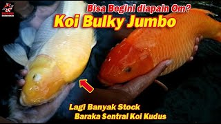 🔴 Koi Bulky Munuk Jumbo di Sini Lagi Banyak, Koi Borongan Juga Ada | Baraka Sentral Koi Kudus