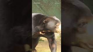 Is the viral sun bear a real bear? #shorts