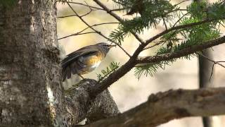 戸隠森林植物園「マミチャジナイ」