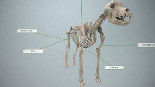 3D Skeletal System in Dogs