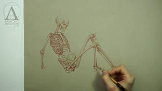 Female Anatomy for Artists - Anatomy Master Class video lesson